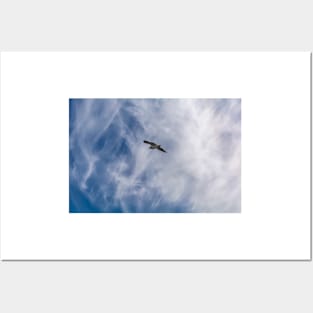 White seagull flying in bright blue sky Posters and Art